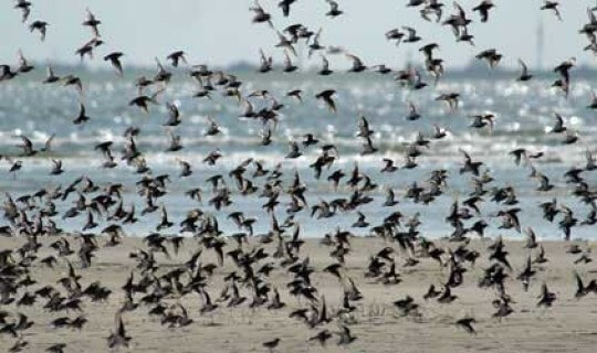 Hotel Langeoog - Logierhus Langeoog - Langeoog - vogelbeobachtung